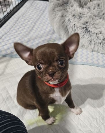 Śliczna Sunia Chihuahua