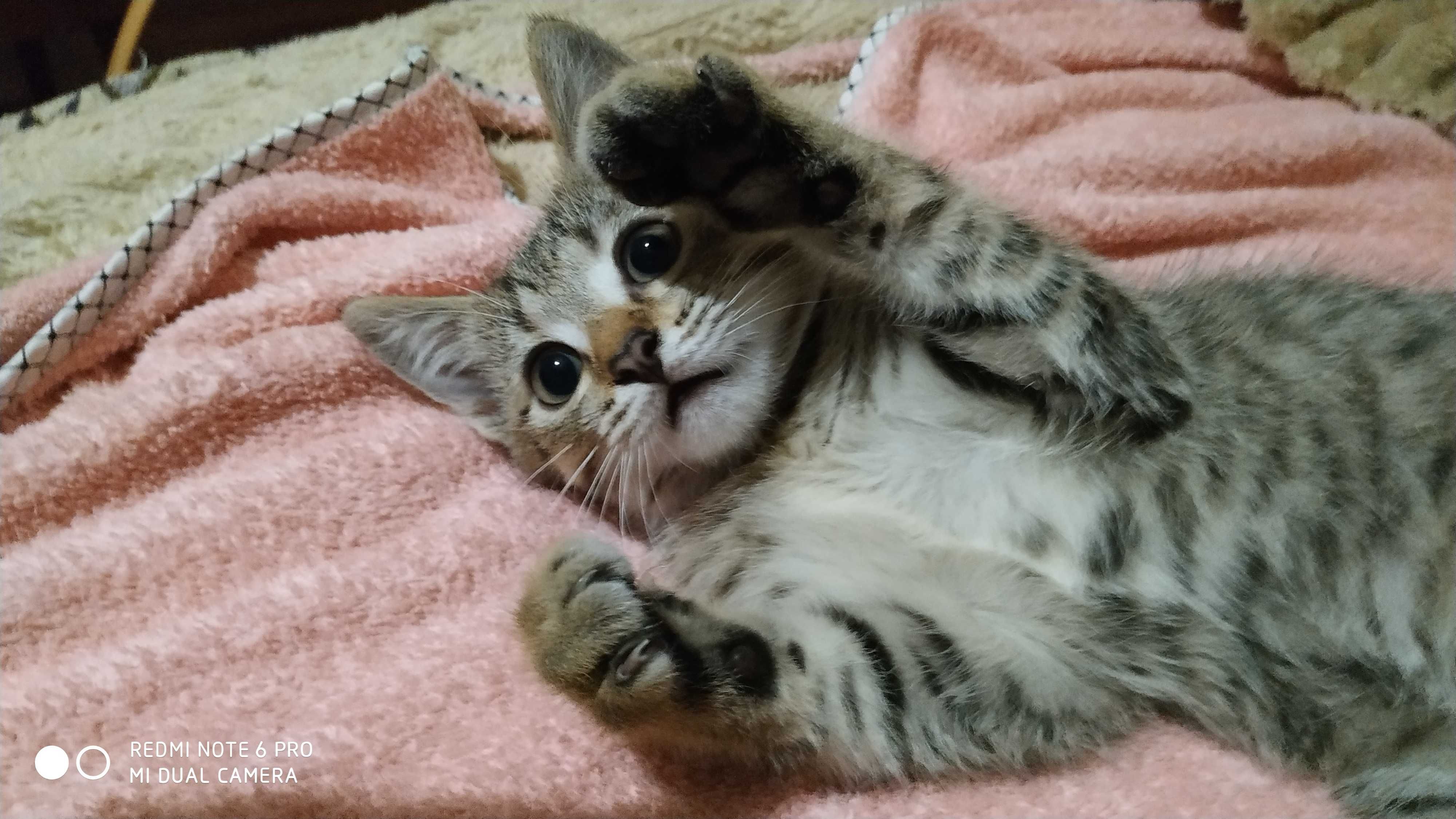 Котенята в добрі руки