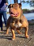 Krycie american bully xl