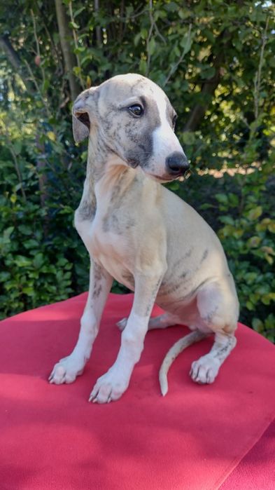 Whippet rodowód ZKwP/FCI
