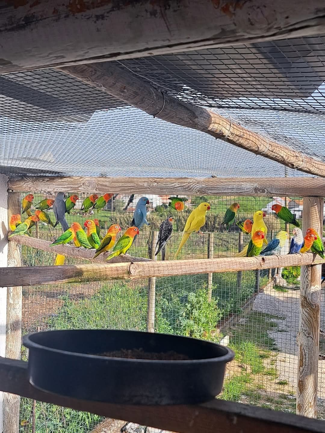 Ring necks 2023 aves prontas a criar