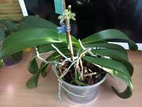 Фаленопсис, орхідея Wild cat, Дикий кіт