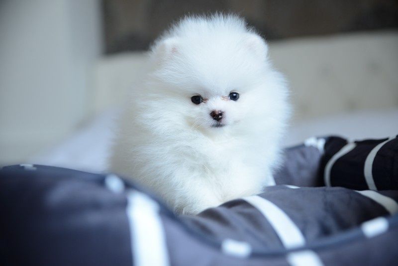 Pomeranian chłopak biały