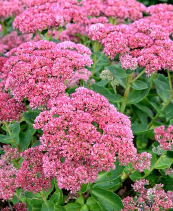 Очиток, седум, заячья капуста, молодило Хоста Гейхера ясколка