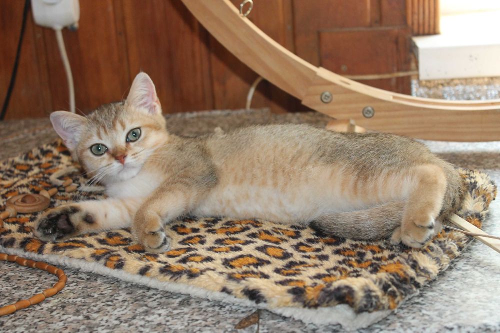 Золота шиншилла хлопчик з вет.паспортом