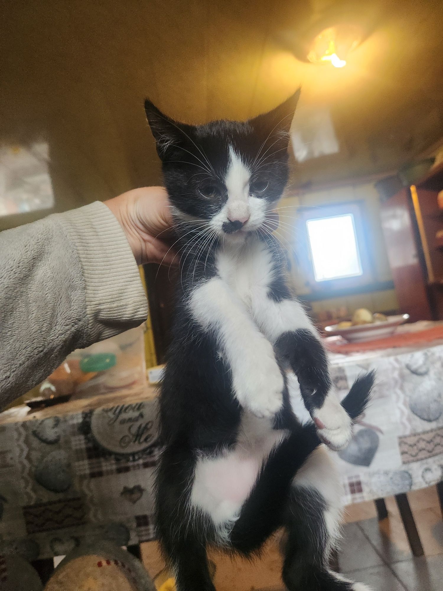 Віддам кошенят, безкоштовно
