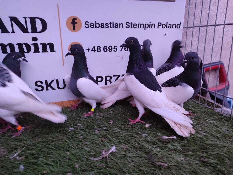 Gołębie. Murzyny. Murzyn. Możliwy transport