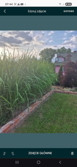 Miskant chinski olbrzymi