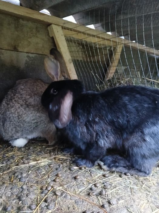 Кролі різного віку