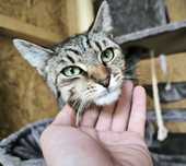 Wspaniała kicia poleca się do adopcji