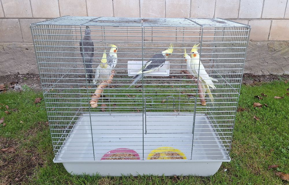 Klatka na papugi nimfy faliste klatka dla papug