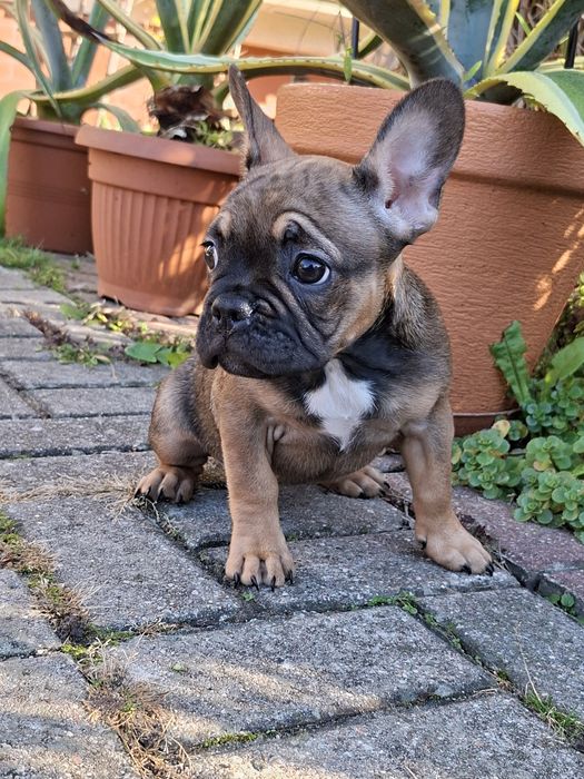 Sprzedam szczeniaka buldoga francuskiego suczkę