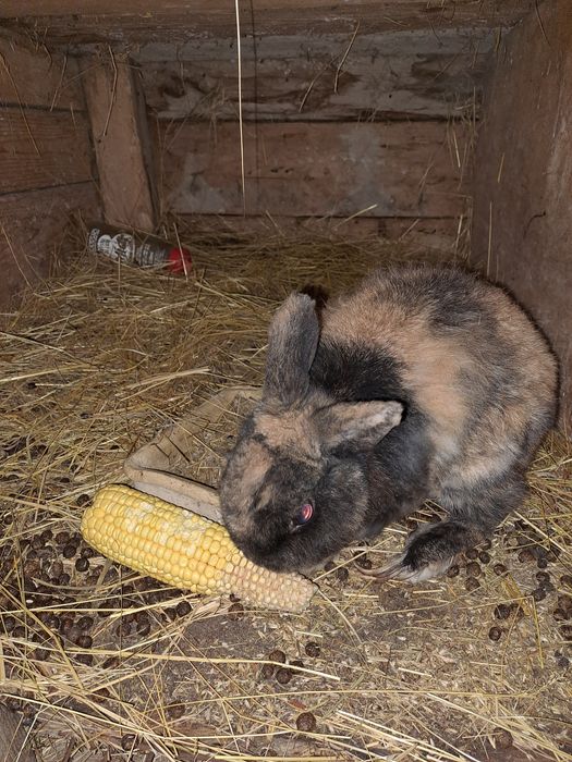 Oddam królika za darmo