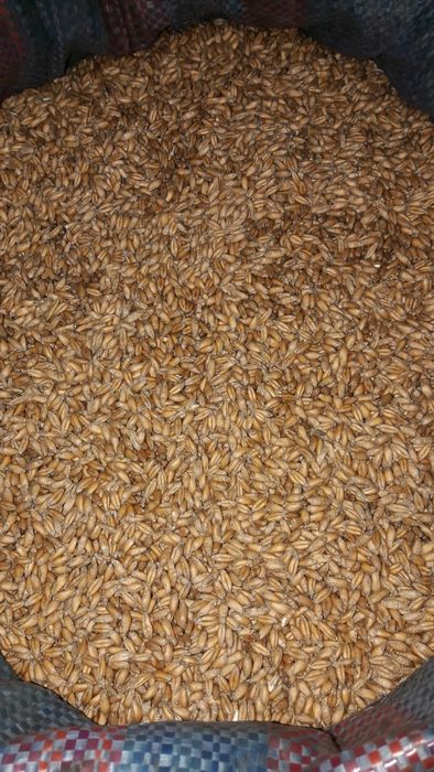 Sprzedam zboże: pszenica, pszenżyto, owies, 2025