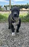 American Bully XL, bardzo duża głowa