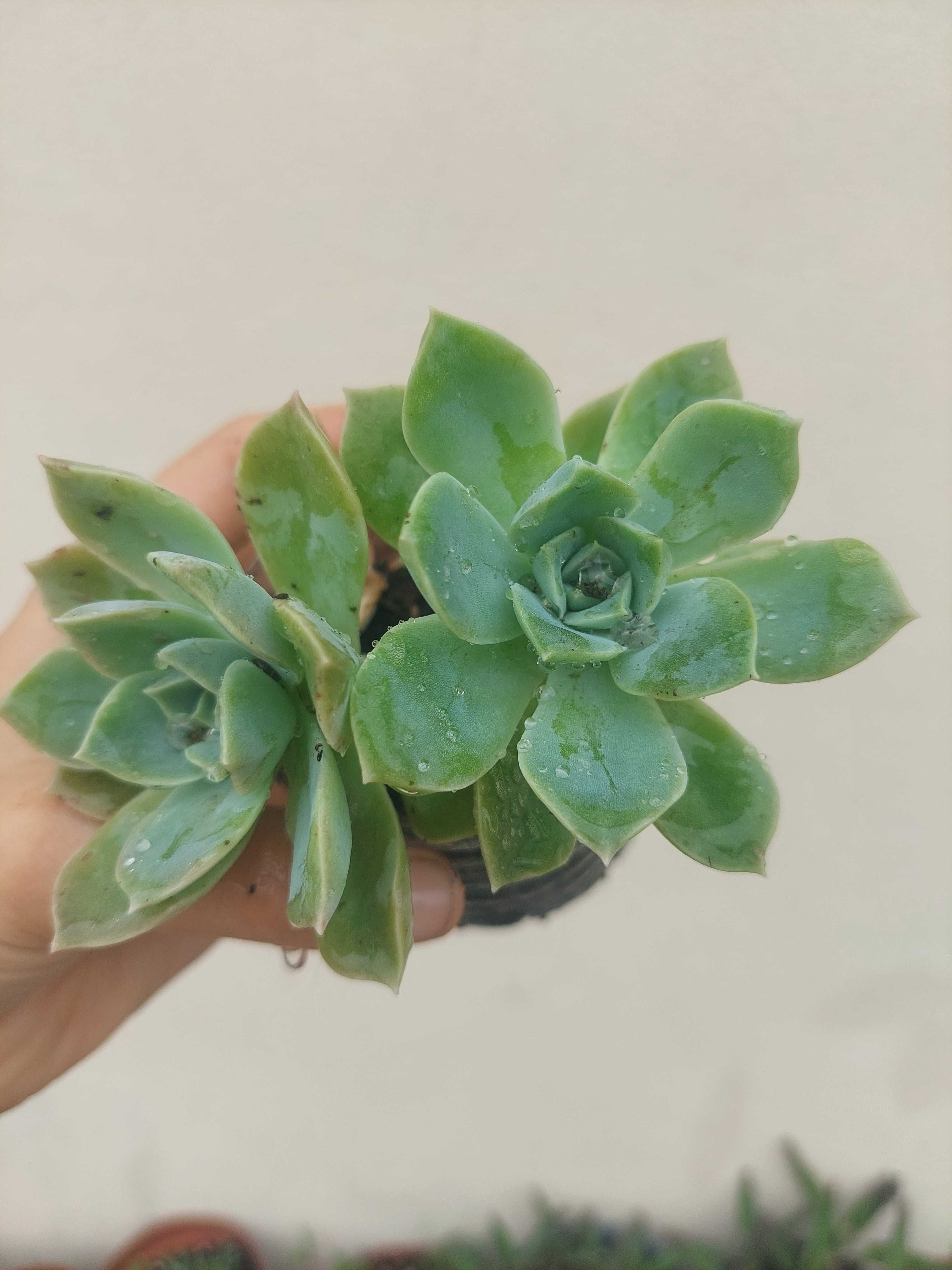 Suculenta Echeveria