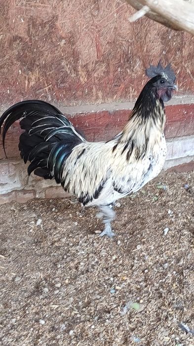 Kogut ayam cemani