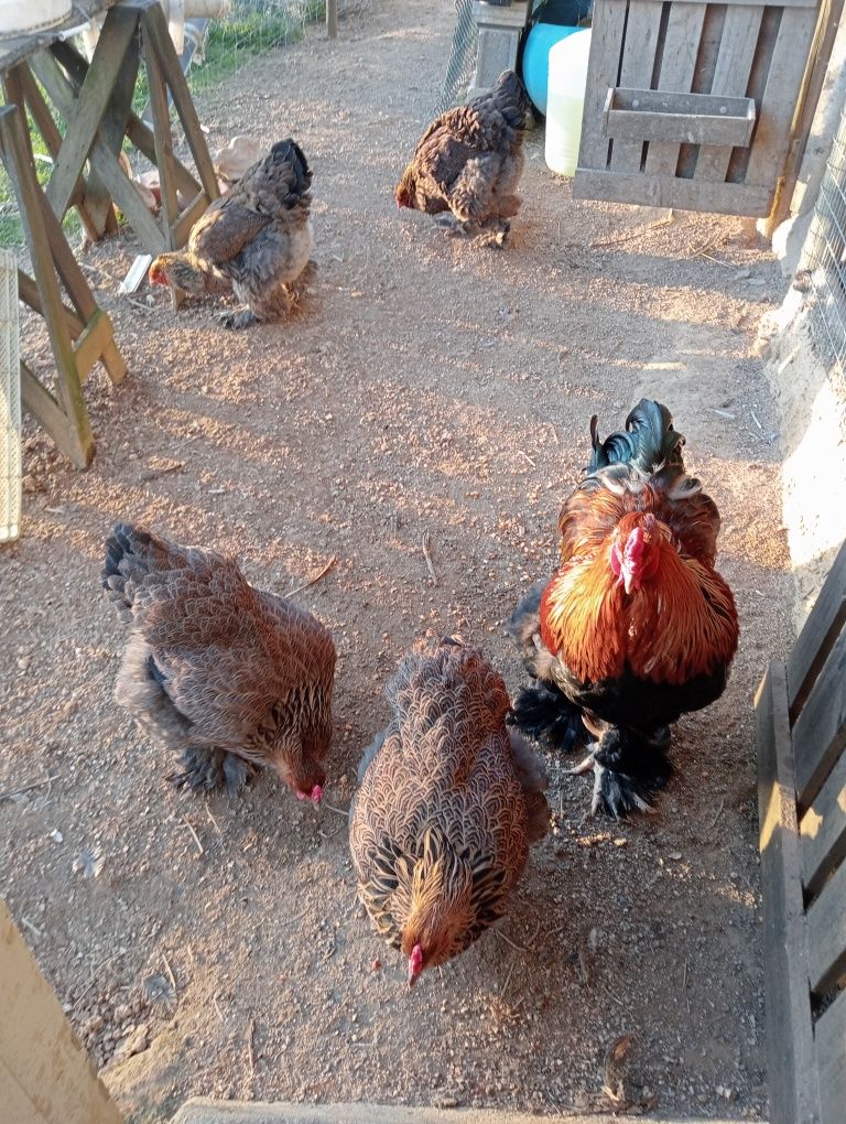 Ovos galados de brahma perdiz dourada