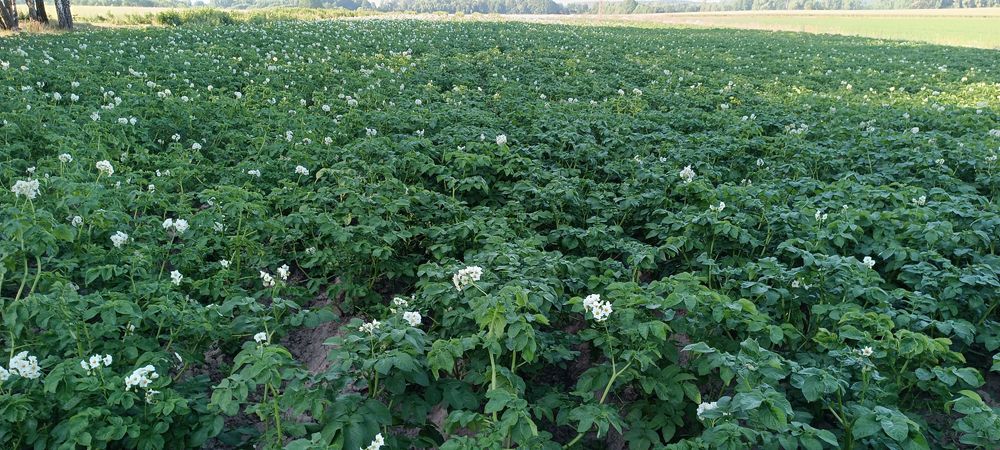 ziemniaki z certyfikatem ekologicznym - CATANIA ,DENAR,LORD,VINETA