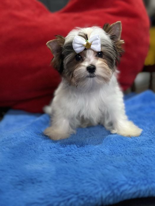 Міні малюк Бівер Йорк.КСУ.Привитий.