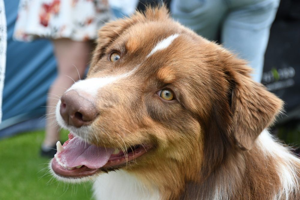 Owczarek australijski