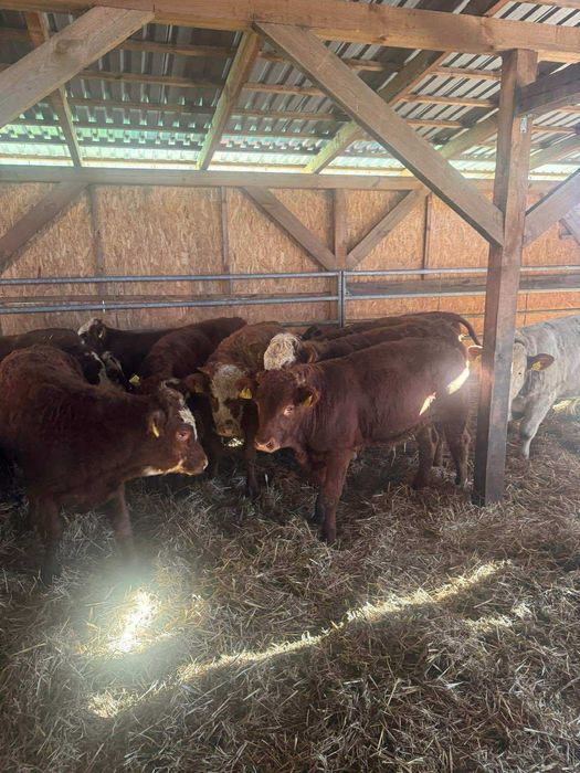 Byki mieszańce i mięsne odsadki