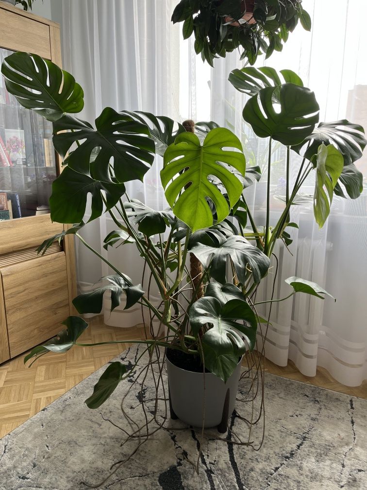 Kwiatek monstera