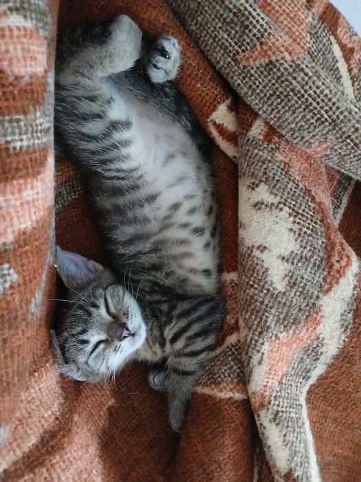 Wesoły rozmruczany kocurek 10 tygodni