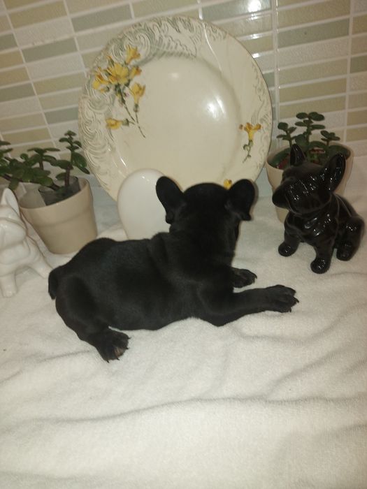 Bulldog Exotico de cor preto pelo lustroso