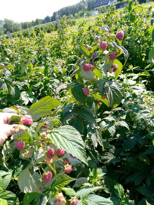 Sprzedam sadzonki maliny pooemat i polonez