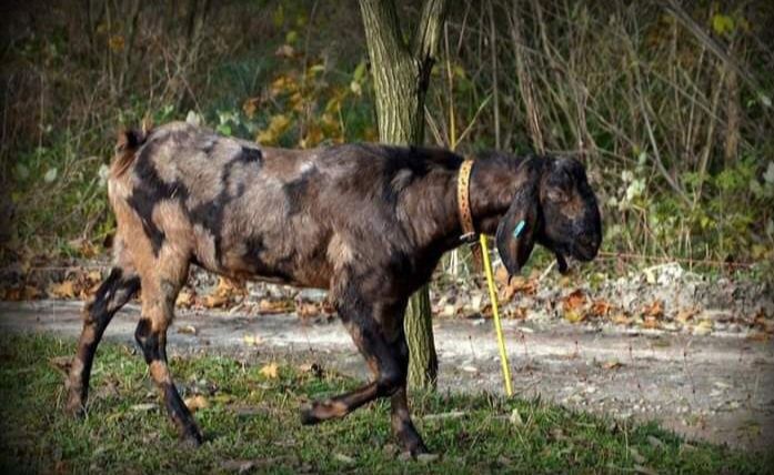 Koza anglonubijska rodowód PZOw