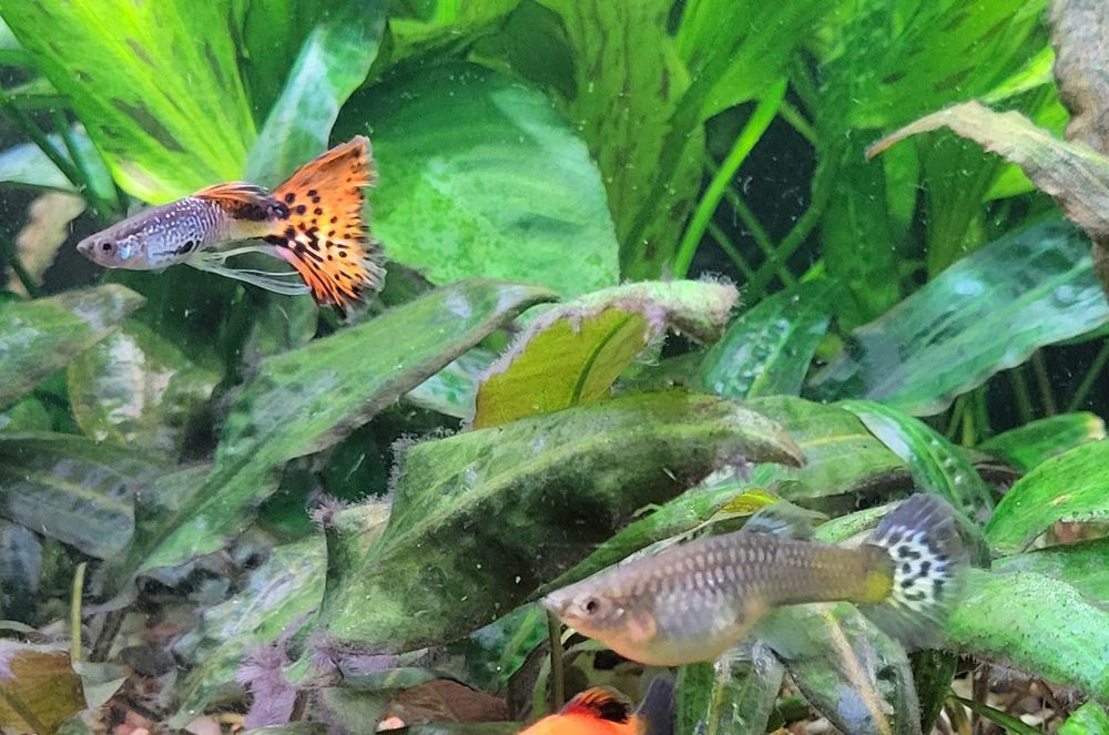 gupiki różnokolorowe, pawie oczko