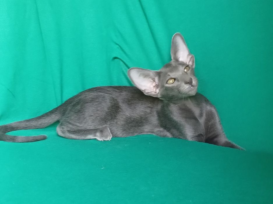 Ориентальная голубая девочка