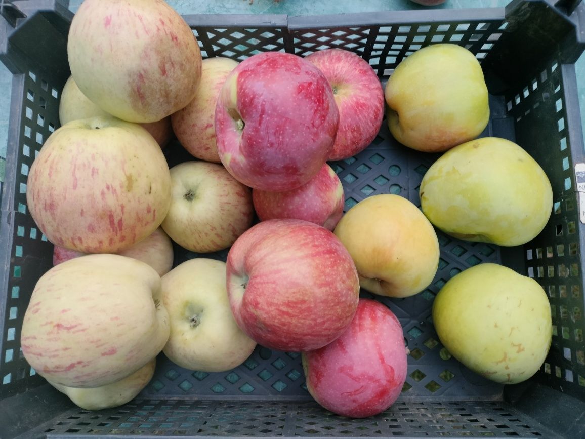 Яблука домашні продам