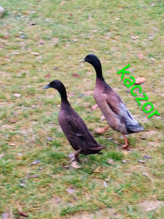 Kaczka Kaczor biegus indyjski sprzedam / zamienię