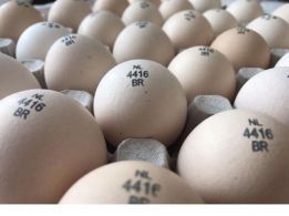 Яйцо для инкубации бройлера ( Чехия )