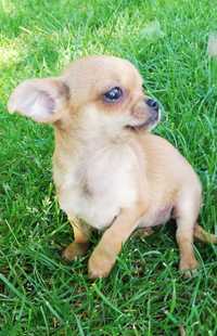 Chihuahua mała dziewczynka