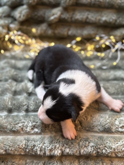 Szczeniak border collie czarno-biały z bad. genetycznymi i rodowodem)