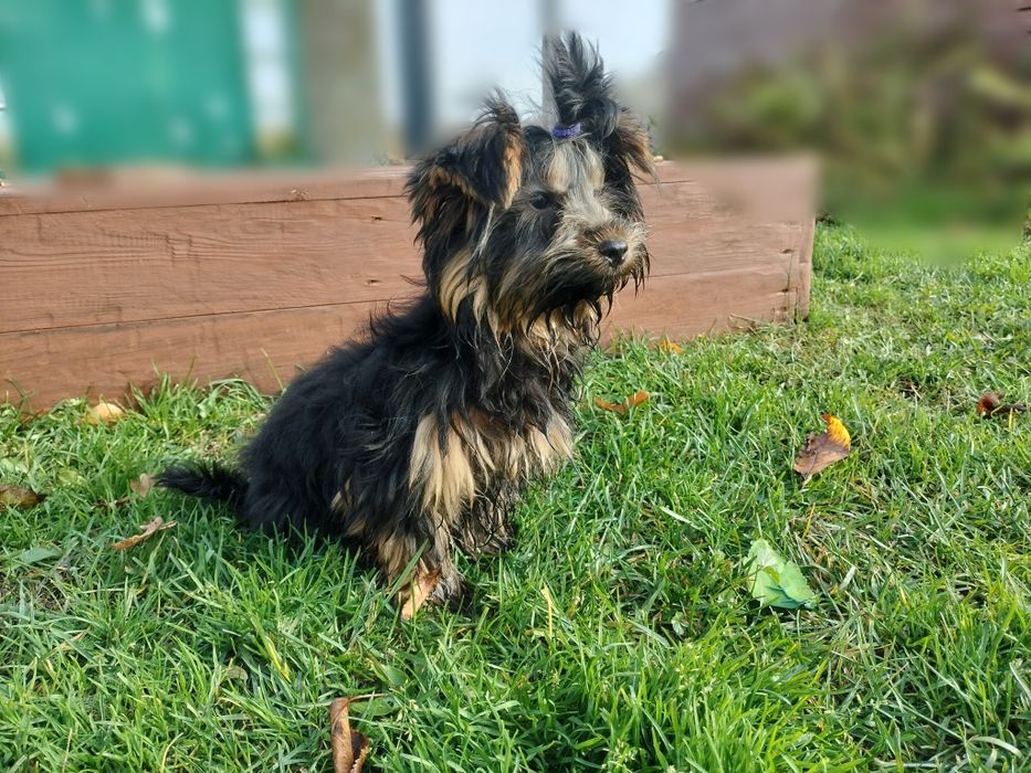 Yorkshire terrier york piesek