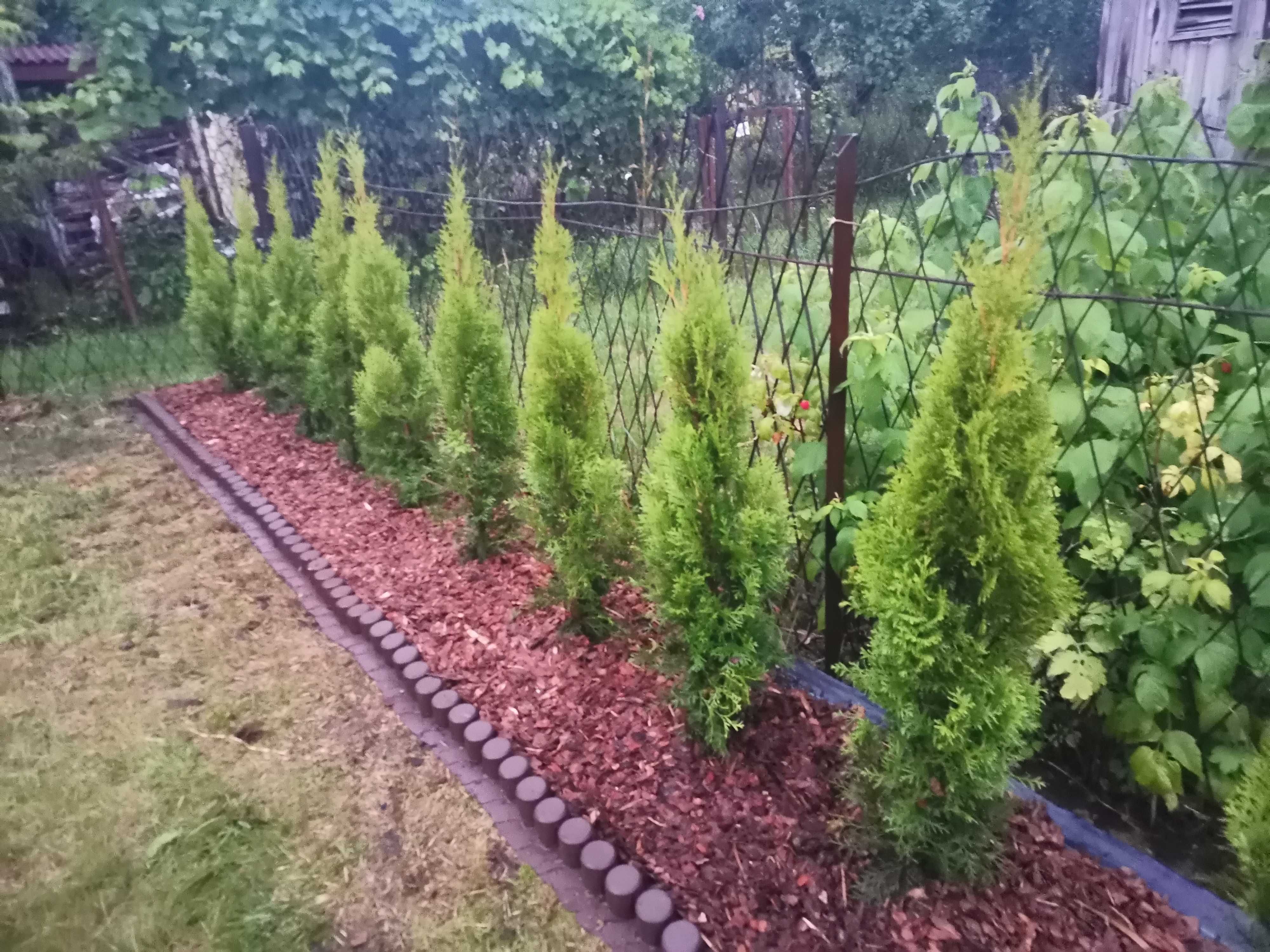 Tuja Szmaragd Doniczka 6 sztuk  thuja smaragd