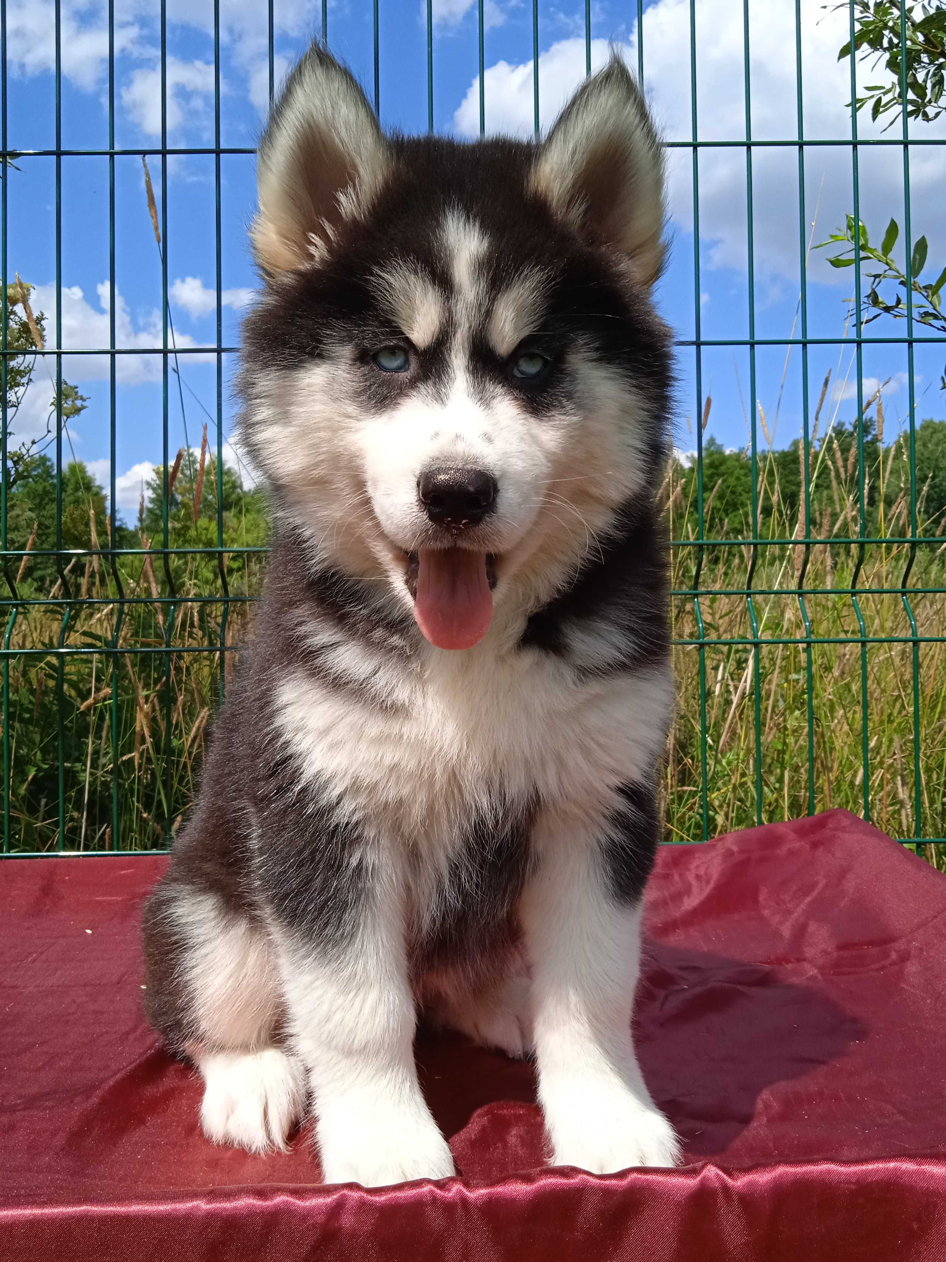 Husky syberyjski-suczka