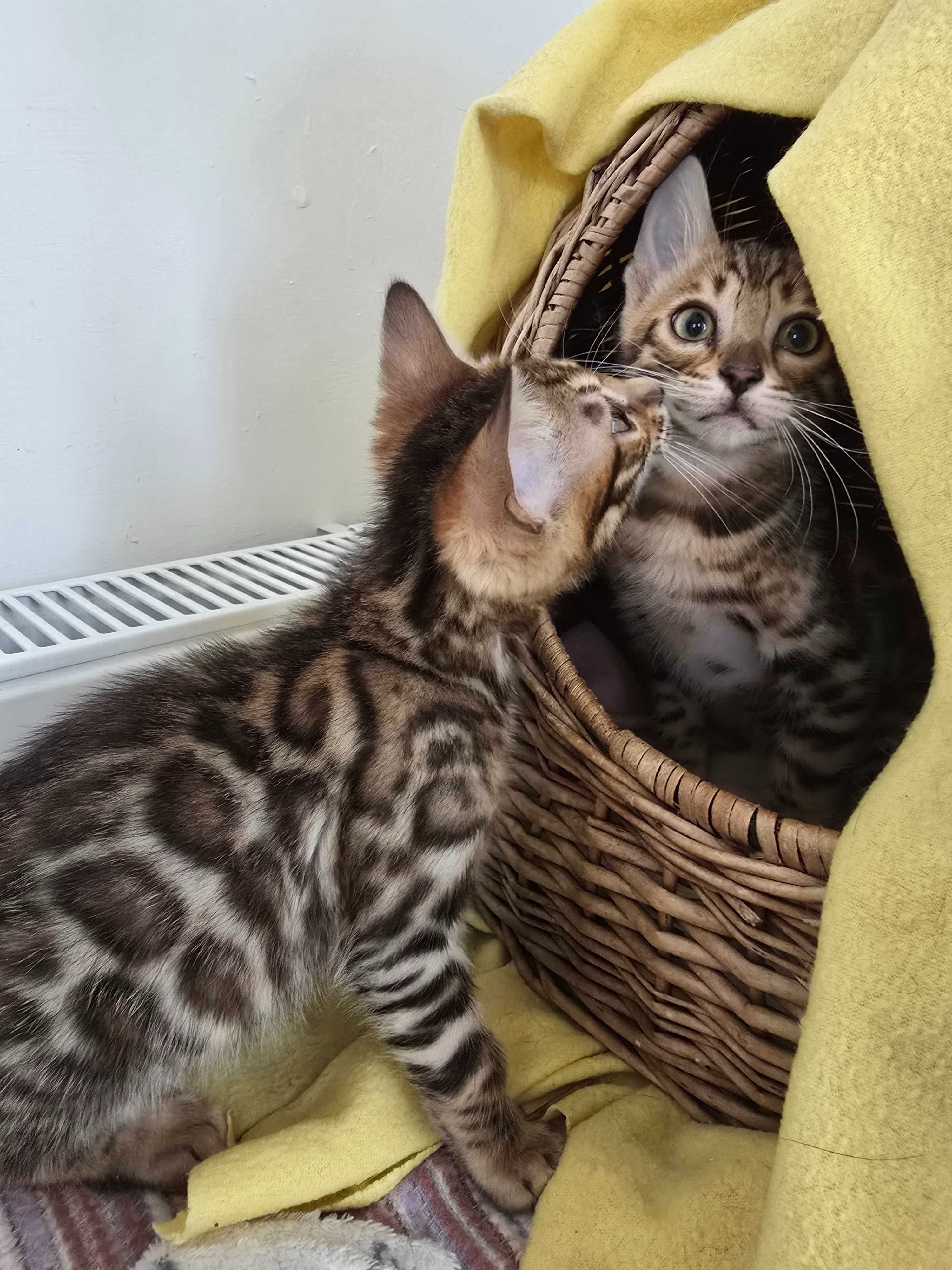 Kocurek Bengalski gotowy do odbioru