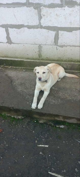 Відомо щенка в добрі руки