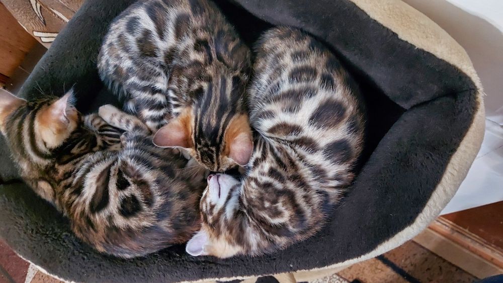 Кошенята різного віку, маленькі та підрощені