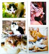 Американские открытки с кошками котики коты кошка вязка котята