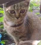 Котинята шукають домівку