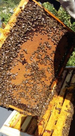 Продам бджолосімї і бджолопакети
