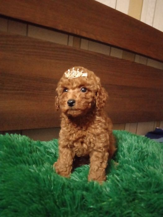 Хлопчик Той пудель