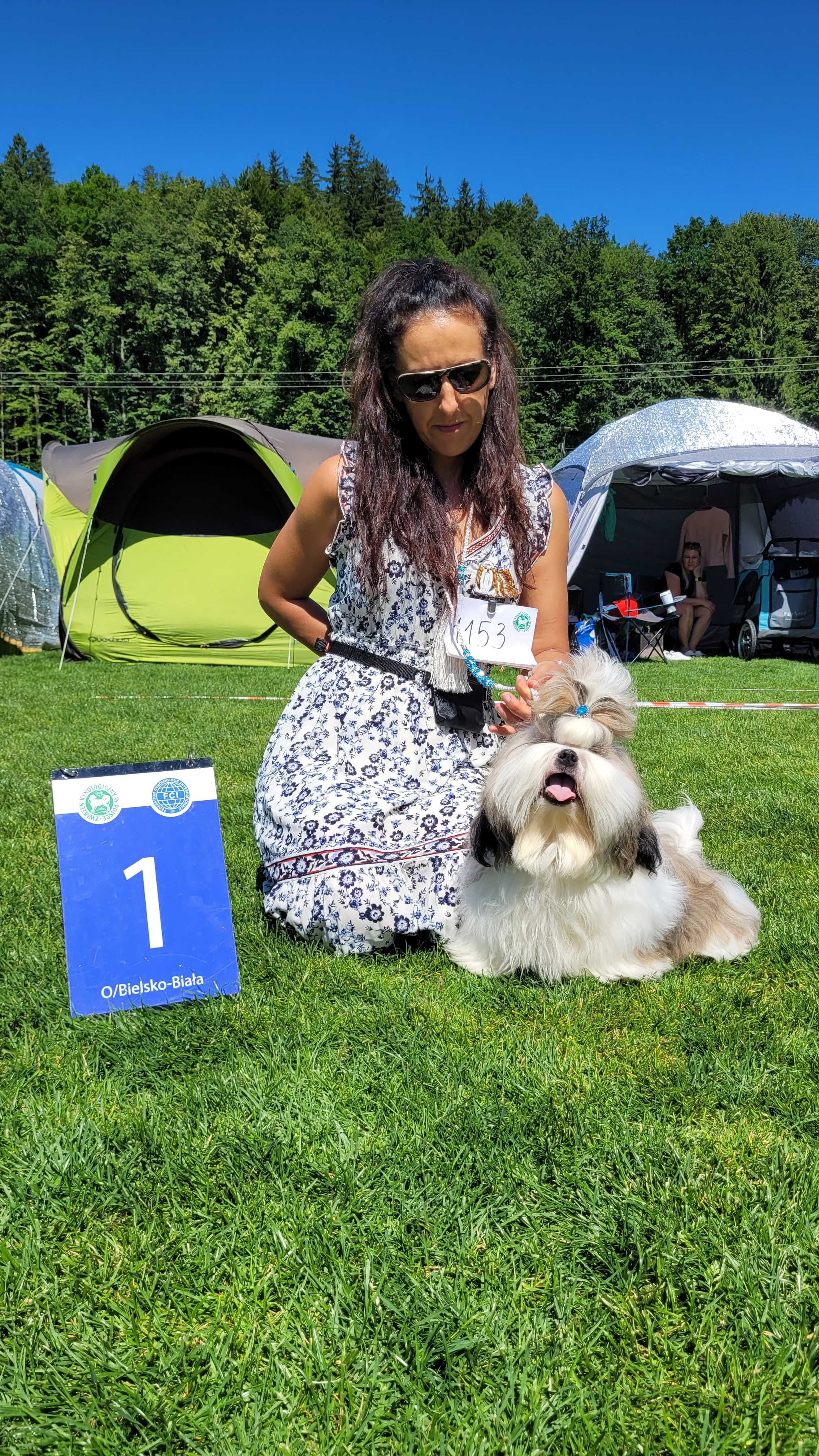 SHIH-TZU 8 miesięczny piesek ZKwP