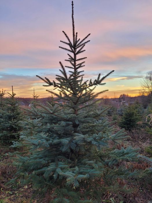 Choinki bożonarodzeniowe